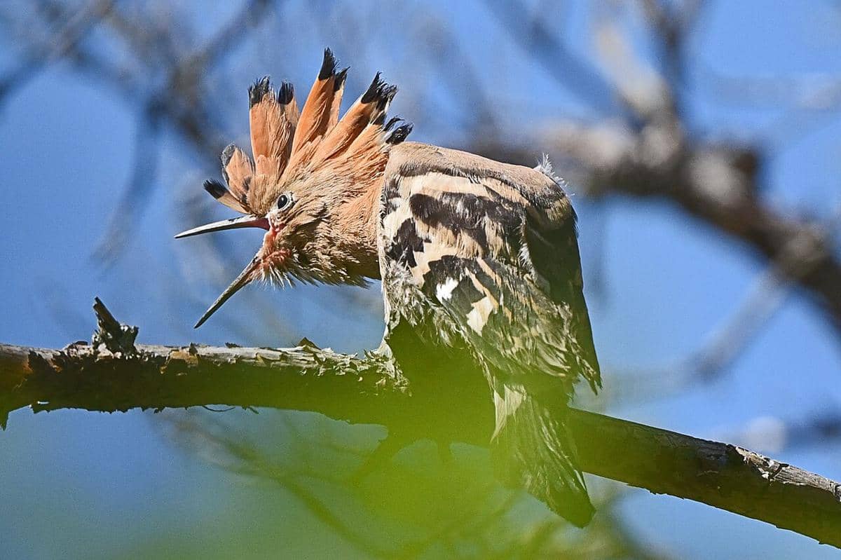 5 Fakta Burung Hoopoe, Tak Mampu Bersihkan Sarang Kotor dan Bau