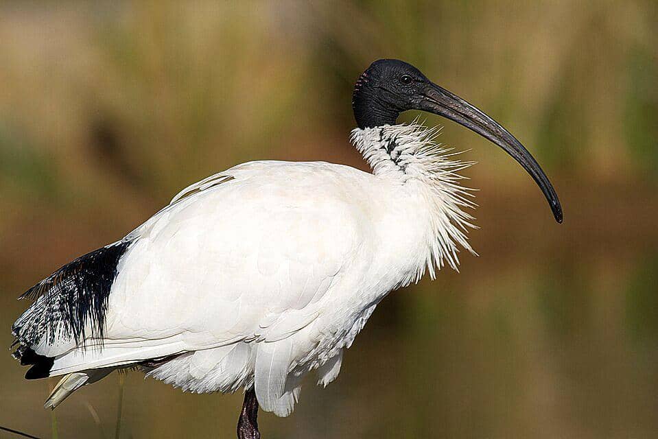 tampilan sekujur tubuh ibis australia