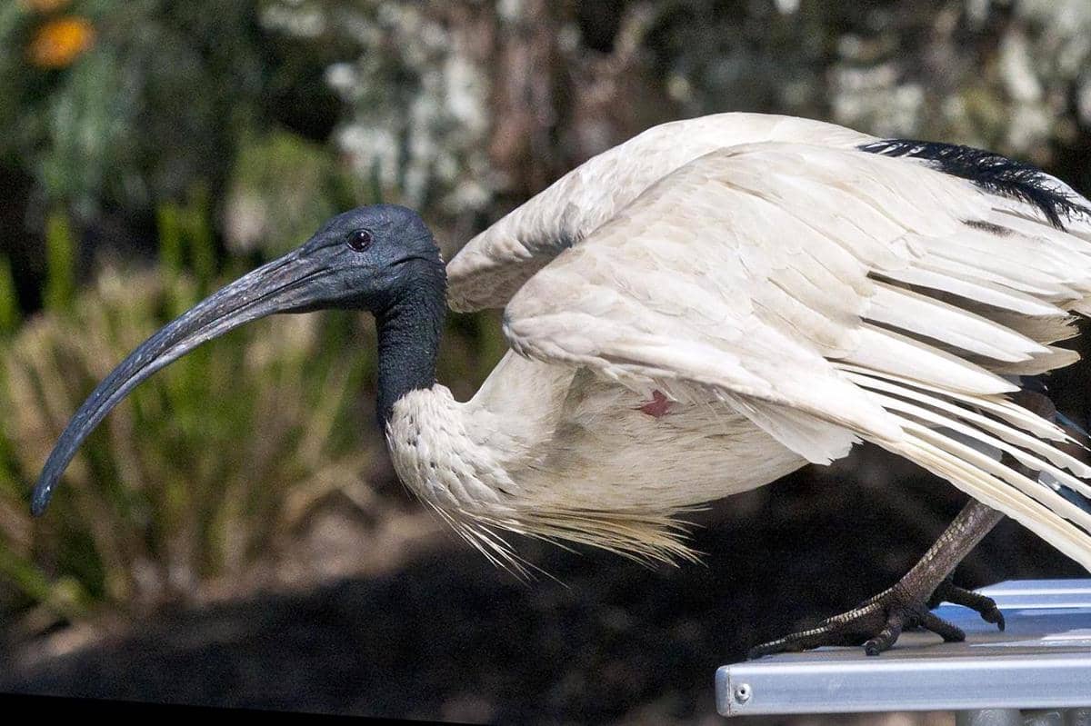 tampak dekat ibis australia