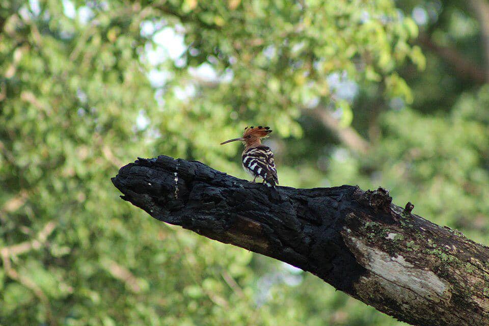 Burung hoopoe 