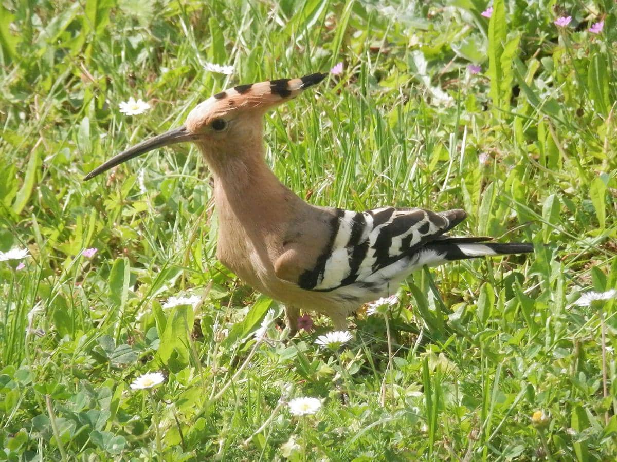 Burung hoopoe 