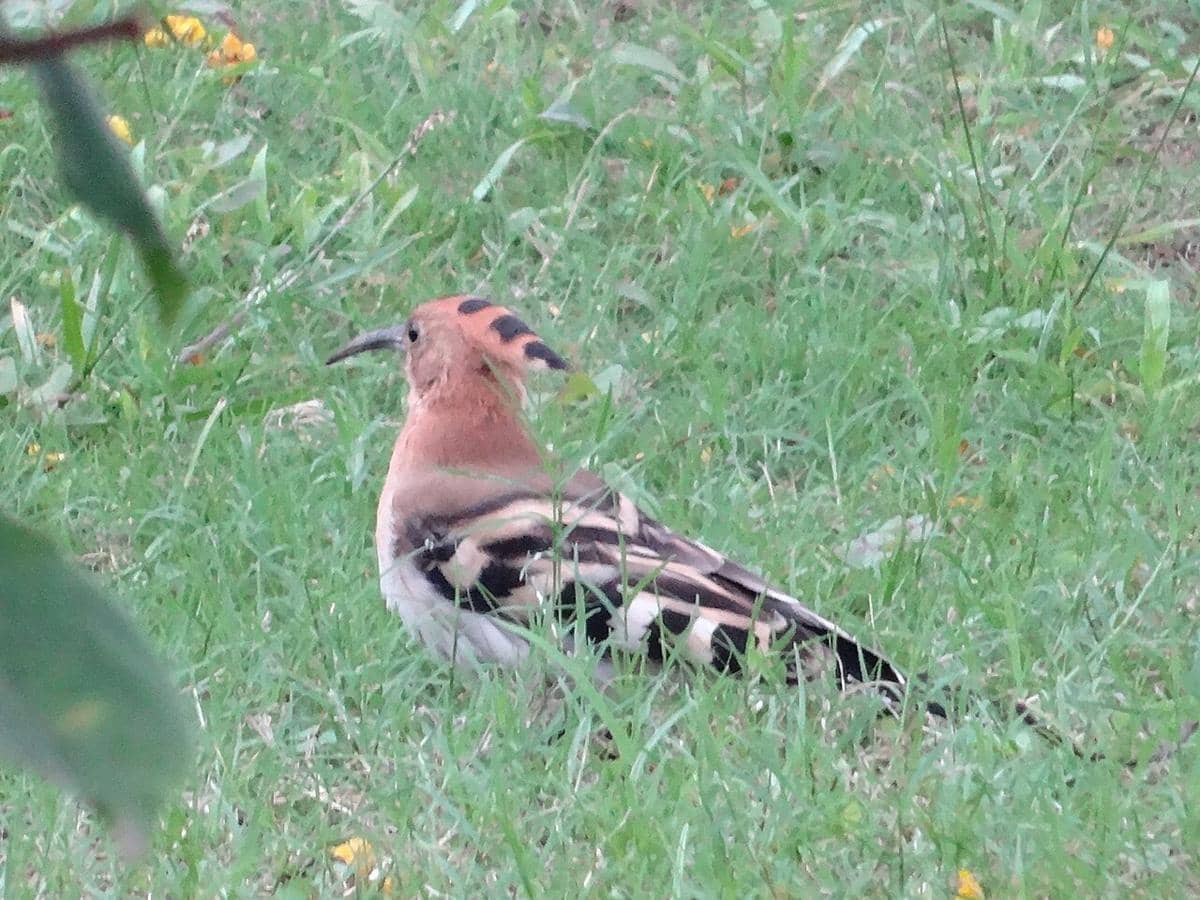 Burung hoopoe 