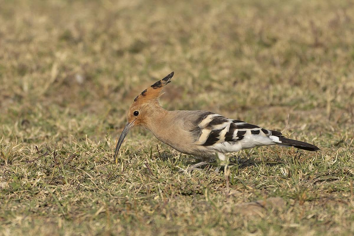 Burung hoopoe 