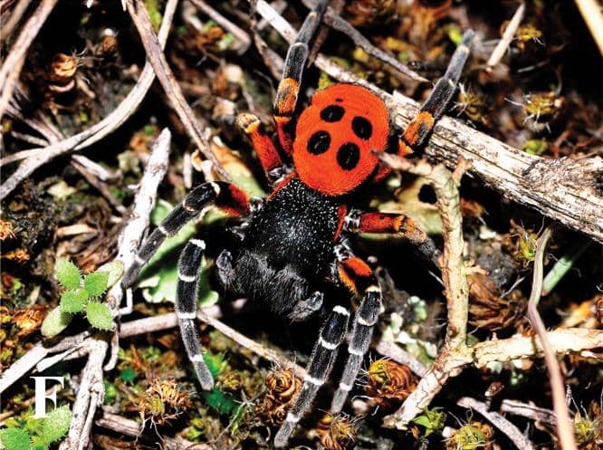 Laba-Laba Eresus kollari