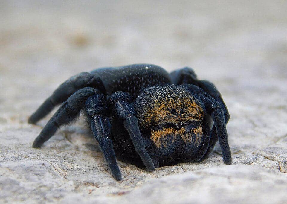 Betina Eresus kollari