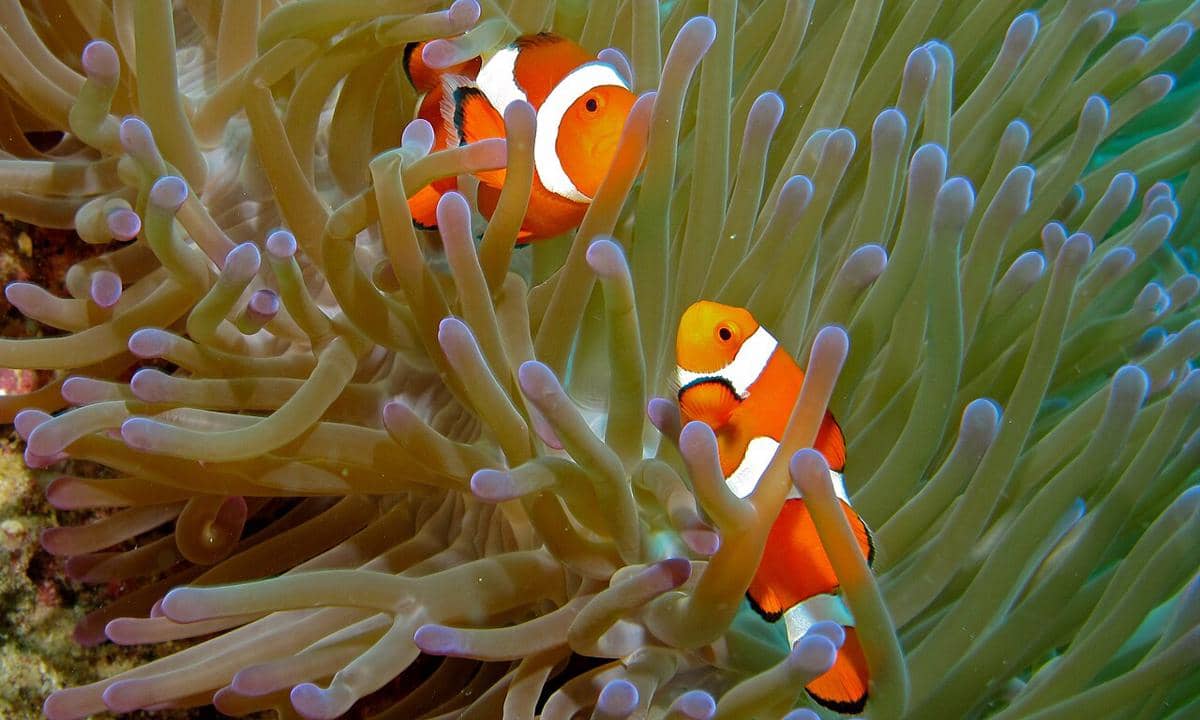 ikan nemo atau clownfish