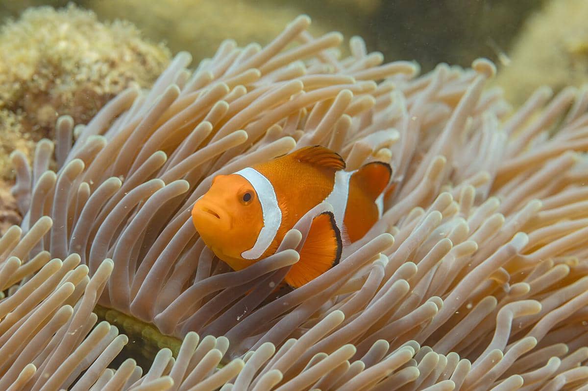 ikan nemo atau clownfish