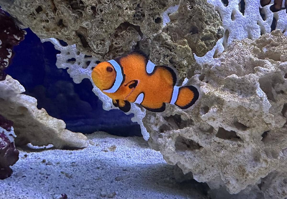 ikan nemo atau clownfish