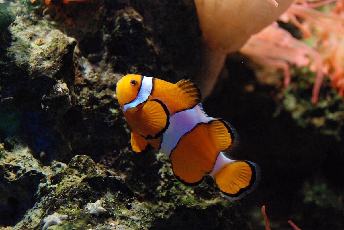 ikan nemo atau clownfish