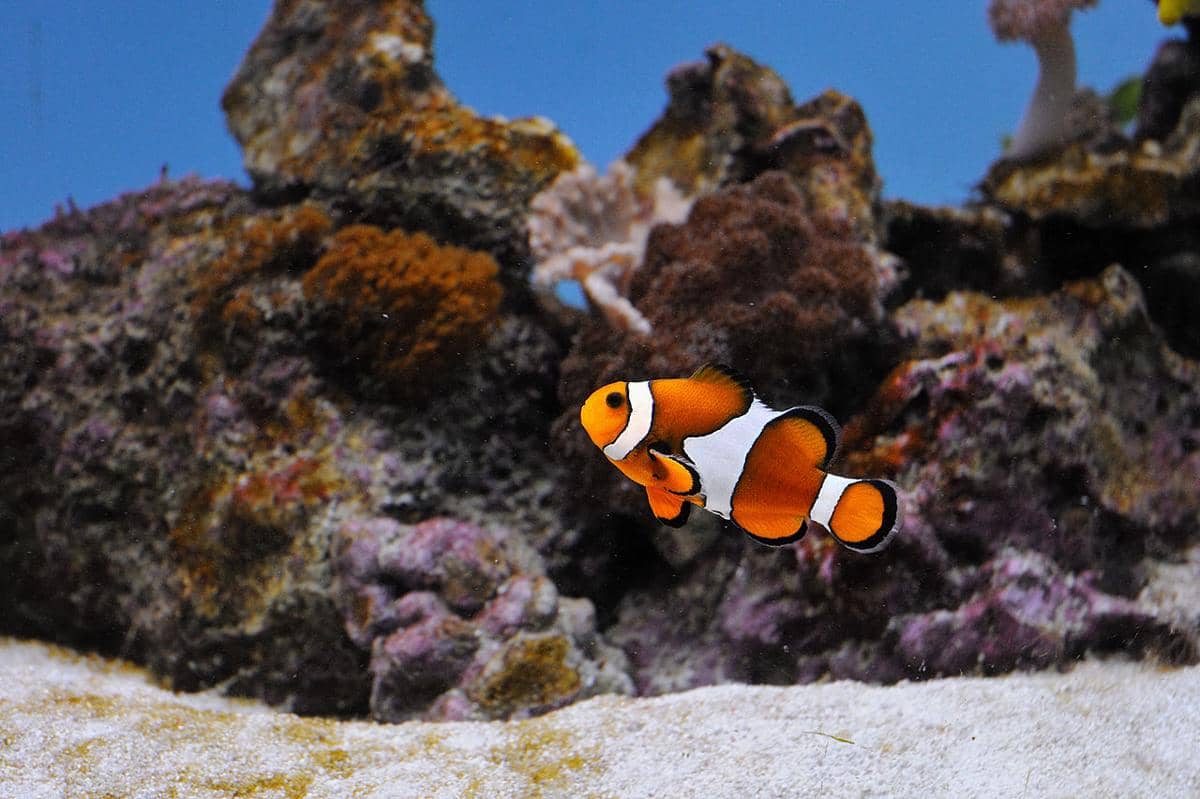 ikan nemo atau clownfish