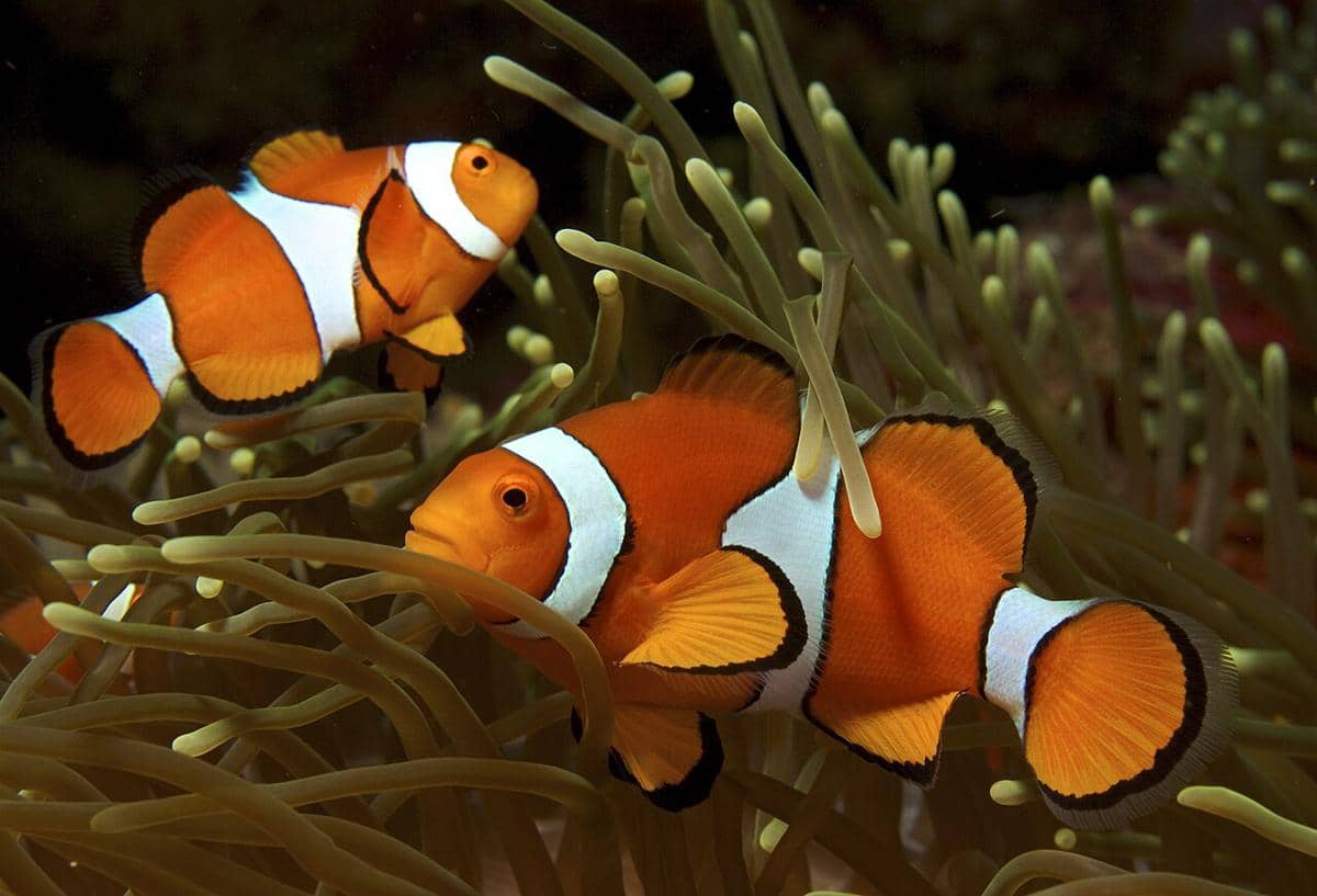 Kenapa Ikan Nemo Berganti Jenis Kelamin saat Pasangan Mati?