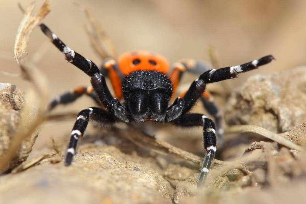 Laba-Laba Eresus kollari