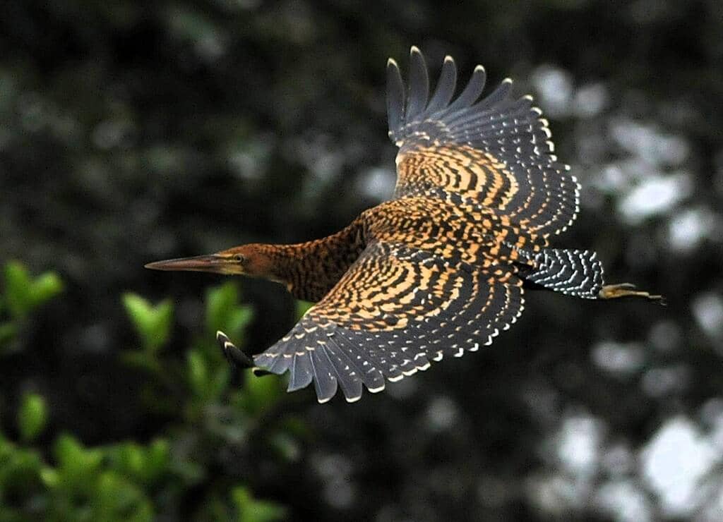5 Fakta Rufescent Tiger Heron, Bangau Loreng si Pemburu Senyap
