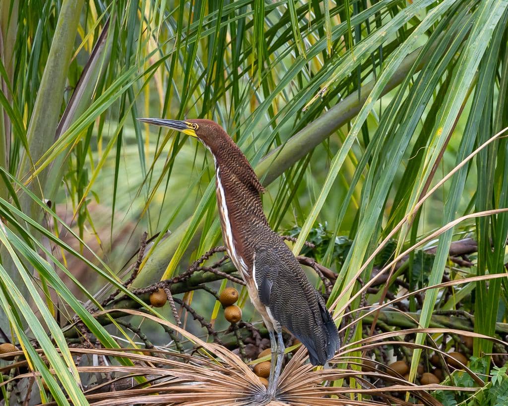 Burung Tigrisoma lineatum