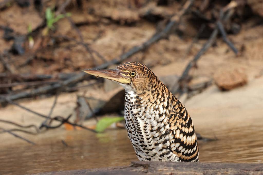 Burung Tigrisoma lineatum