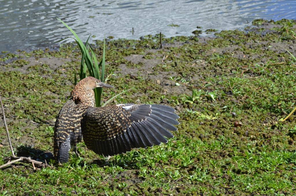 Burung Tigrisoma lineatum
