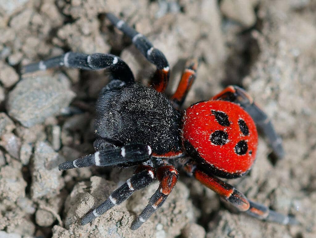 Laba-Laba Eresus kollari
