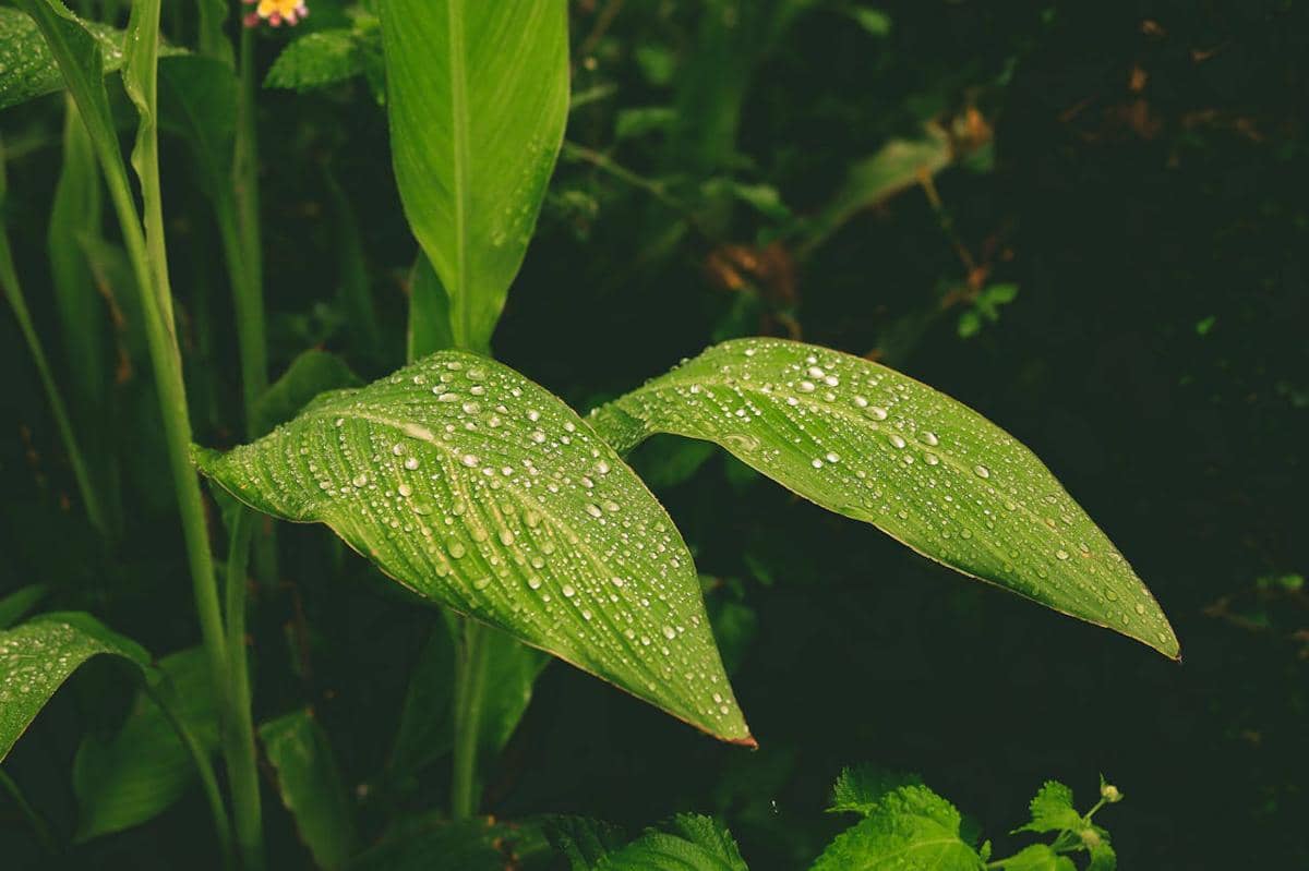 ilustrasi calathea lutea