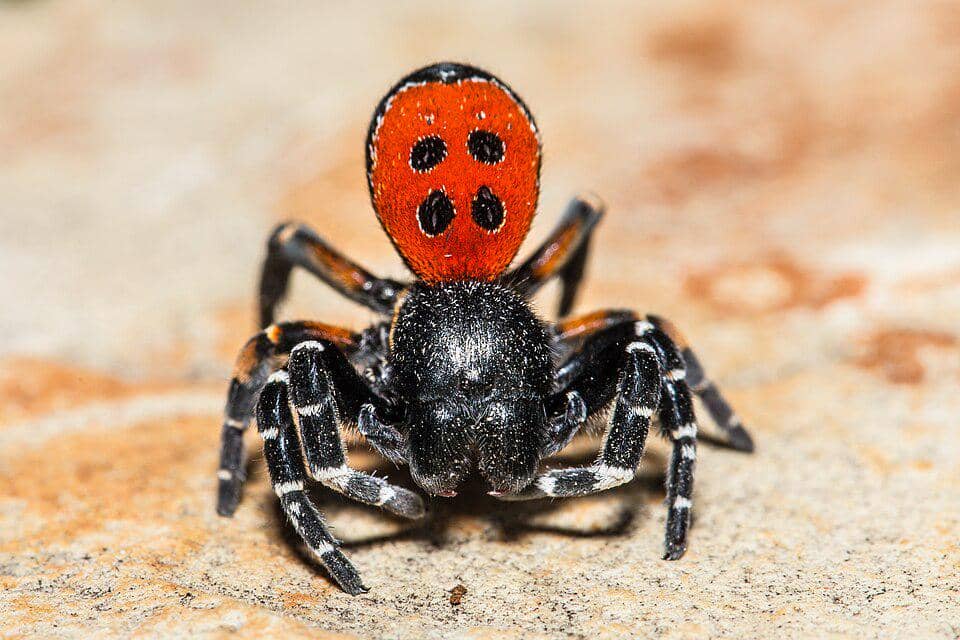5 Fakta Ladybird Spider, Laba-laba Kepik dengan Perilaku Ekstrem