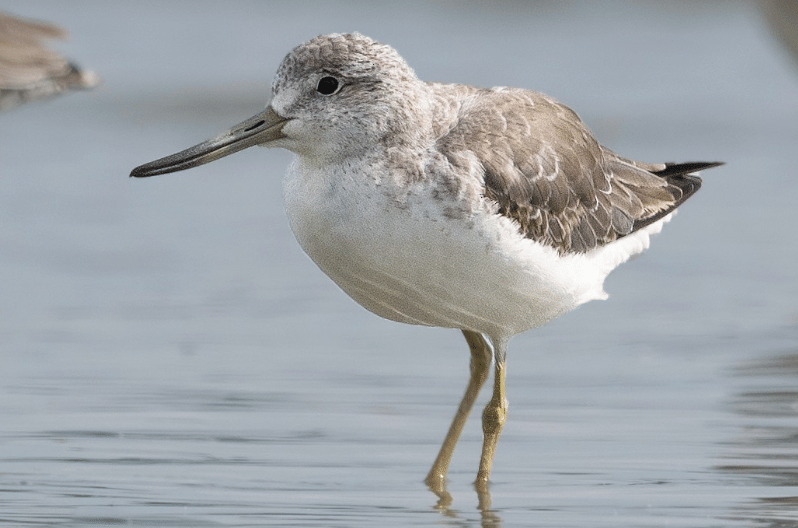 5 Fakta Nordmanns Greenshank, Burung Pesisir dengan Habitat Terbatas