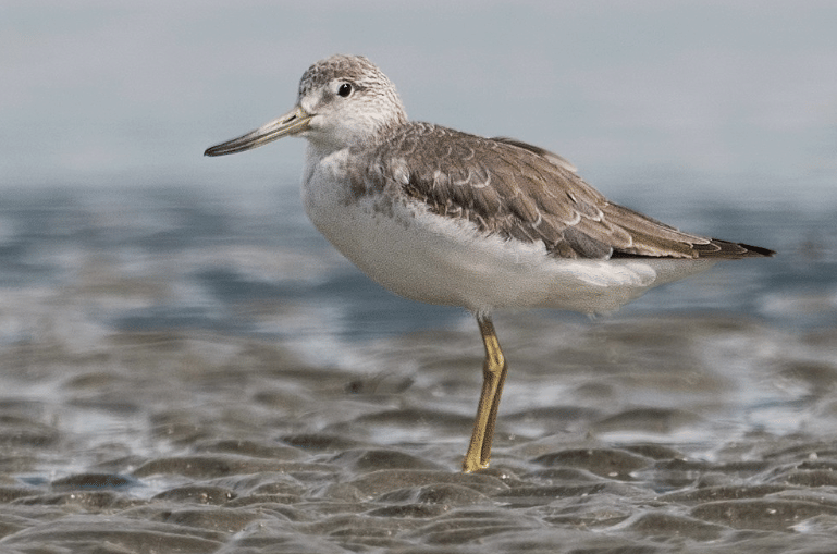 Burung Nordmann's greenshank berdiri di perairan dangkal dengan bulu cokelat keabu-abuan dan kaki panjang berwarna kuning kehijauan.