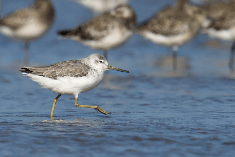 burung nordmann's greenshank