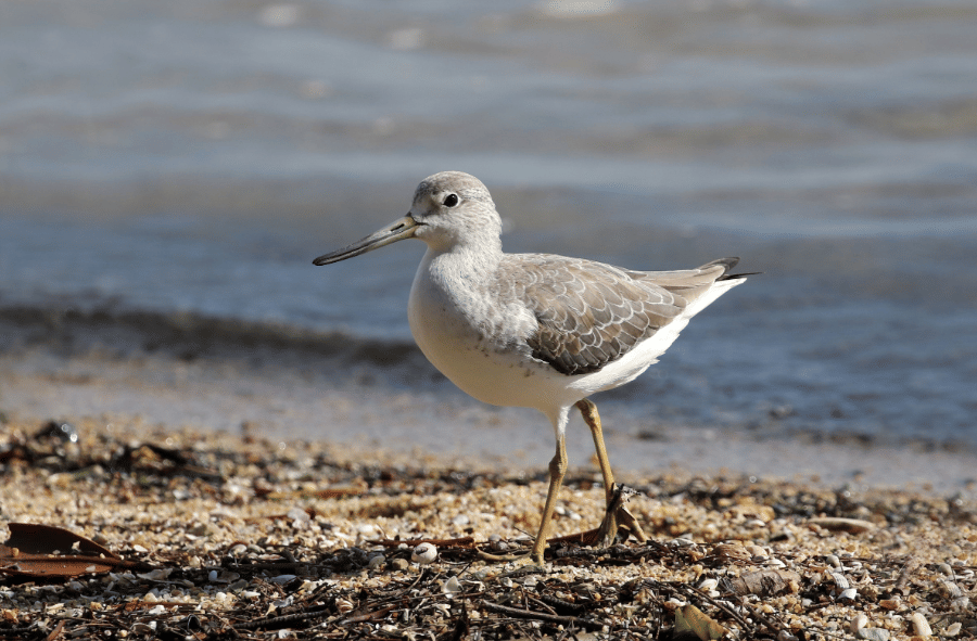 burung nordmann's greenshank