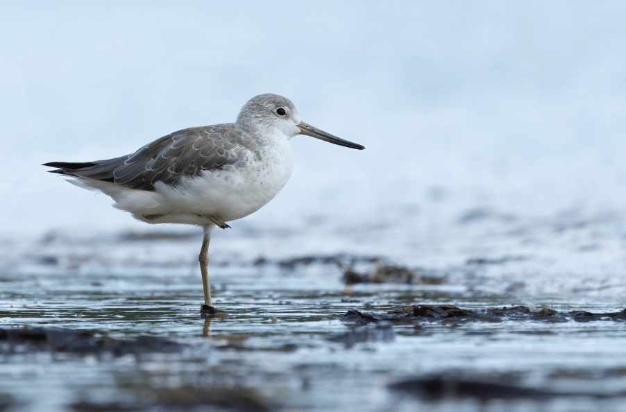 burung nordmann's greenshank