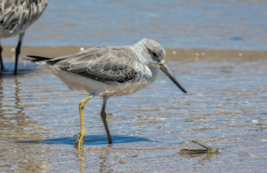 burung nordmann's greenshank