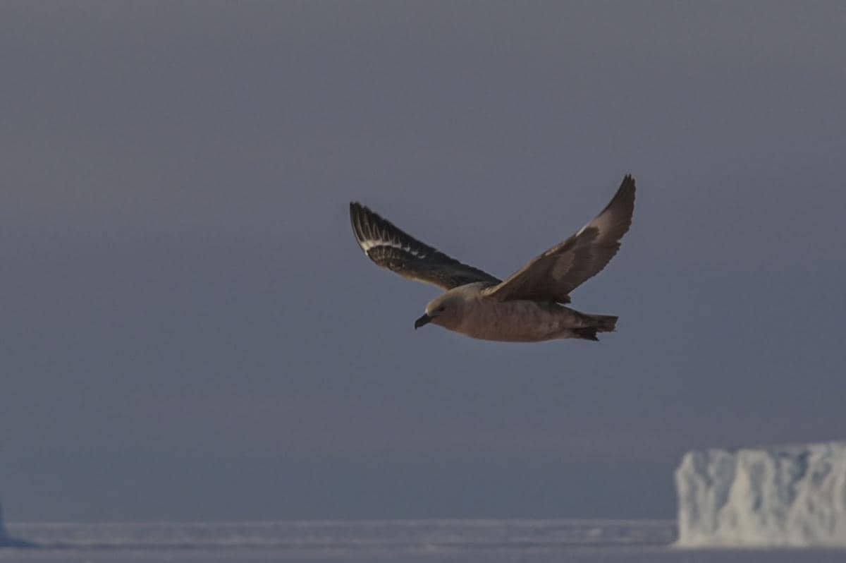 potret migrasi burung skua