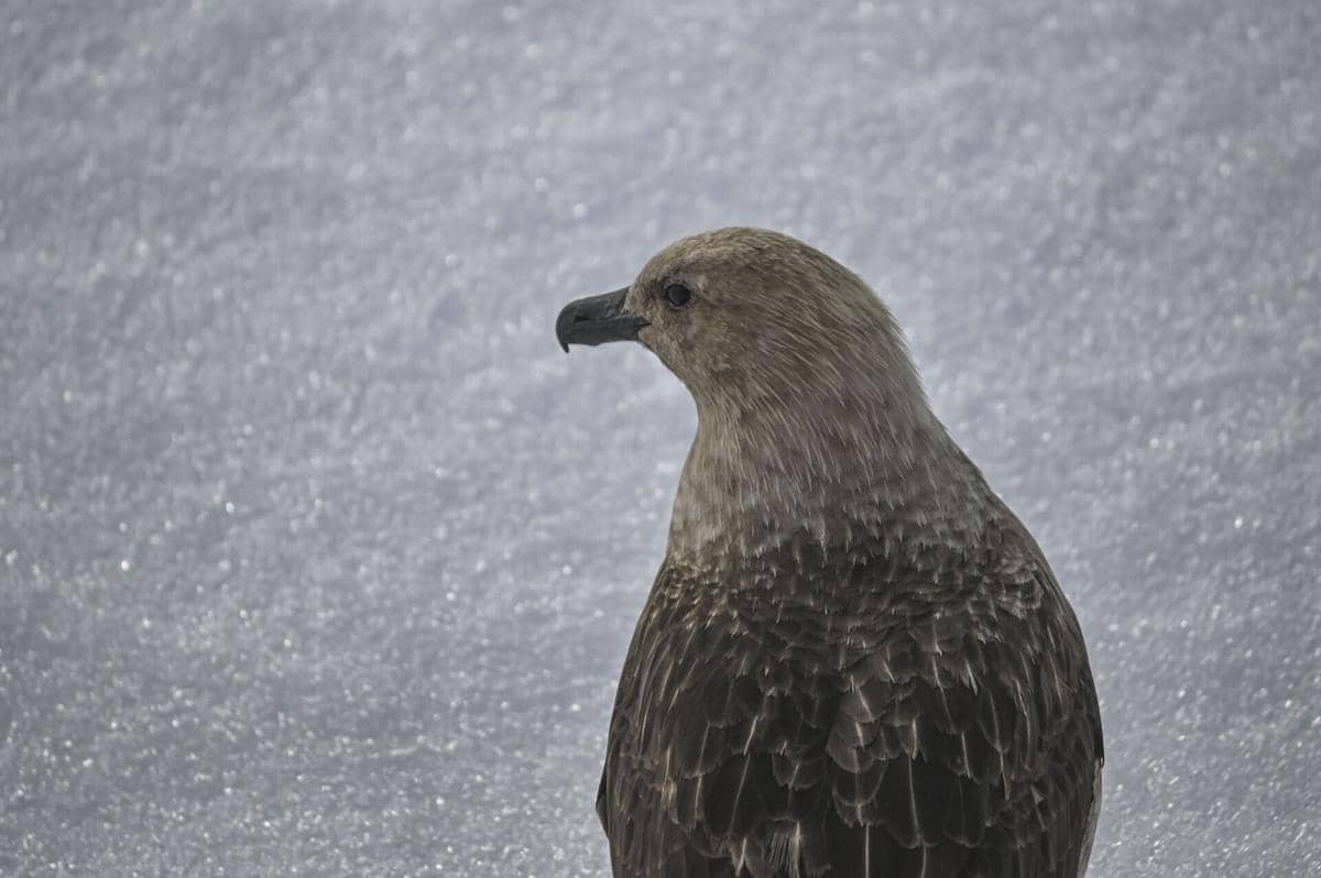 potret burung skua yang brilian