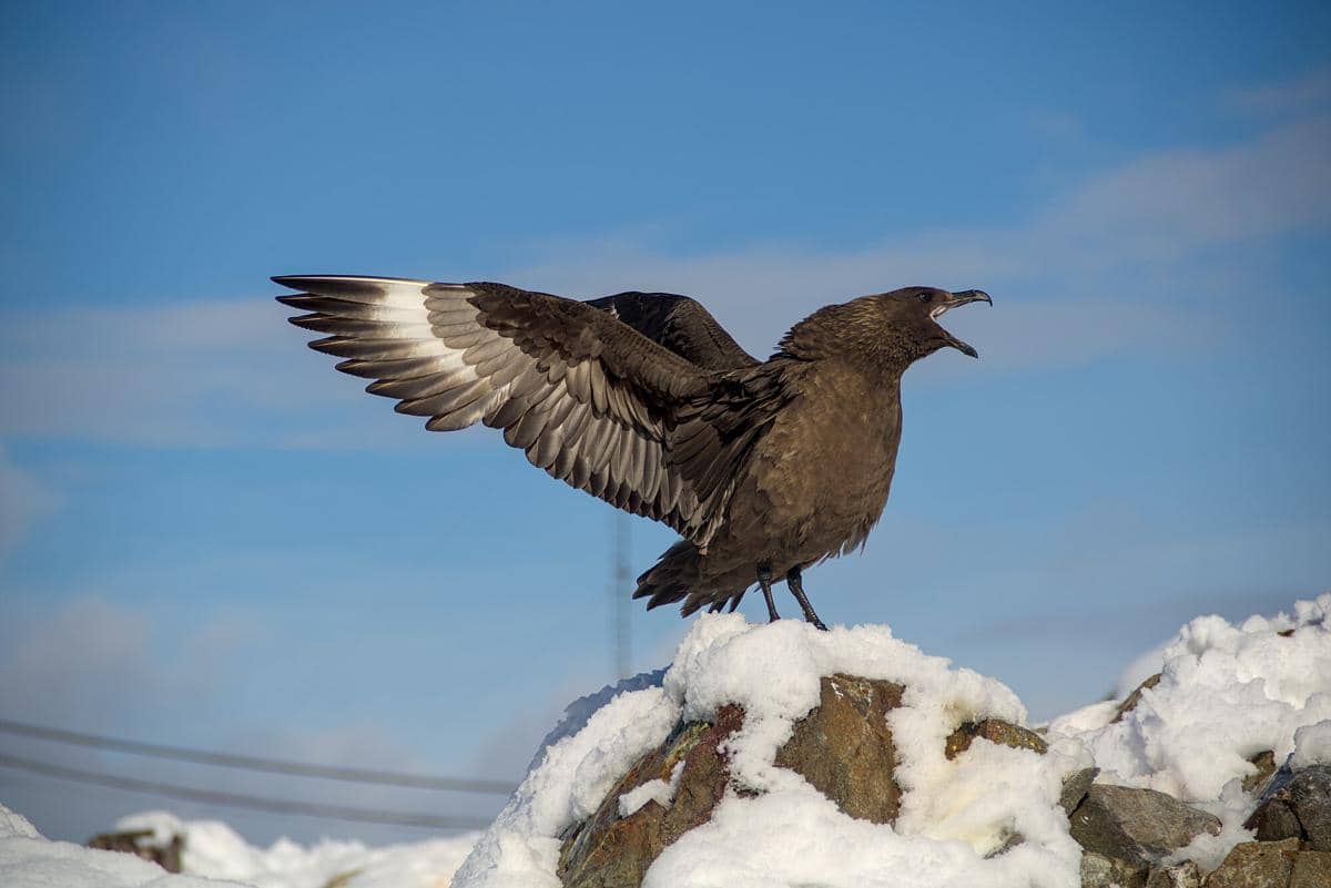 potret burung skua yang adaptif