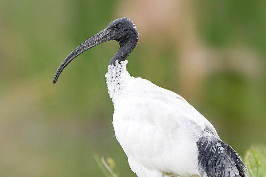 tampak dekat ibis australia