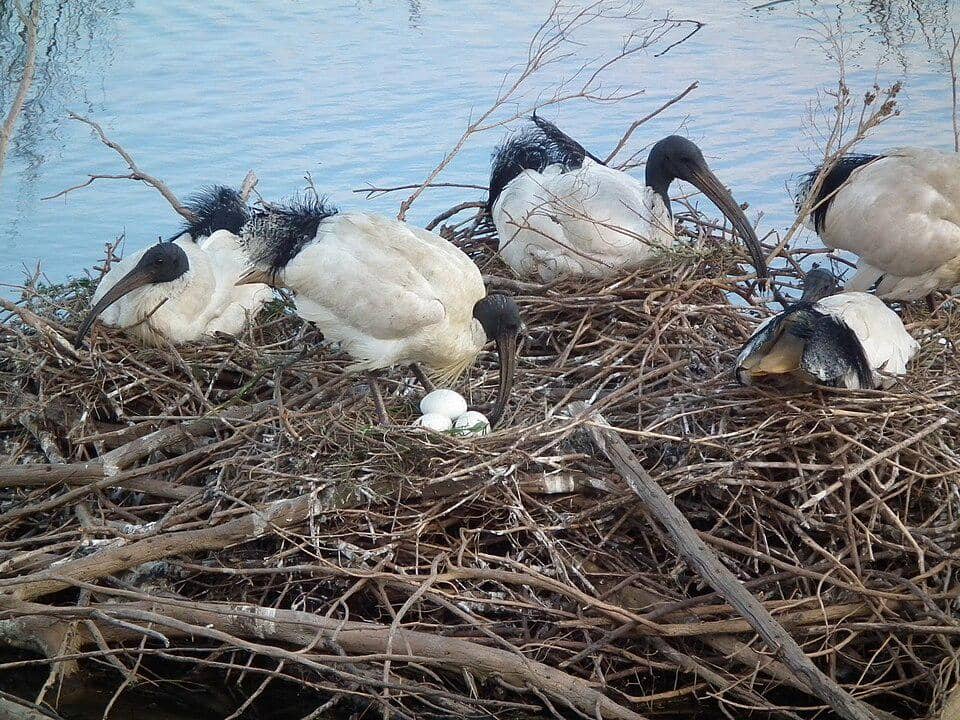 koloni berbiak ibis australia