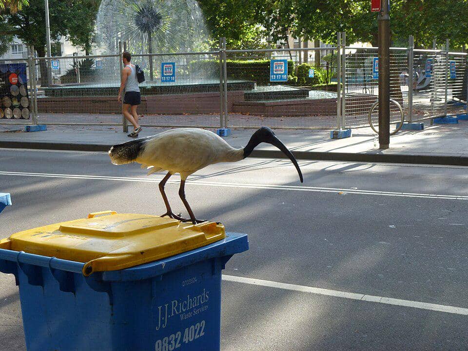 Ibis australia bertengger di tempat sampah.