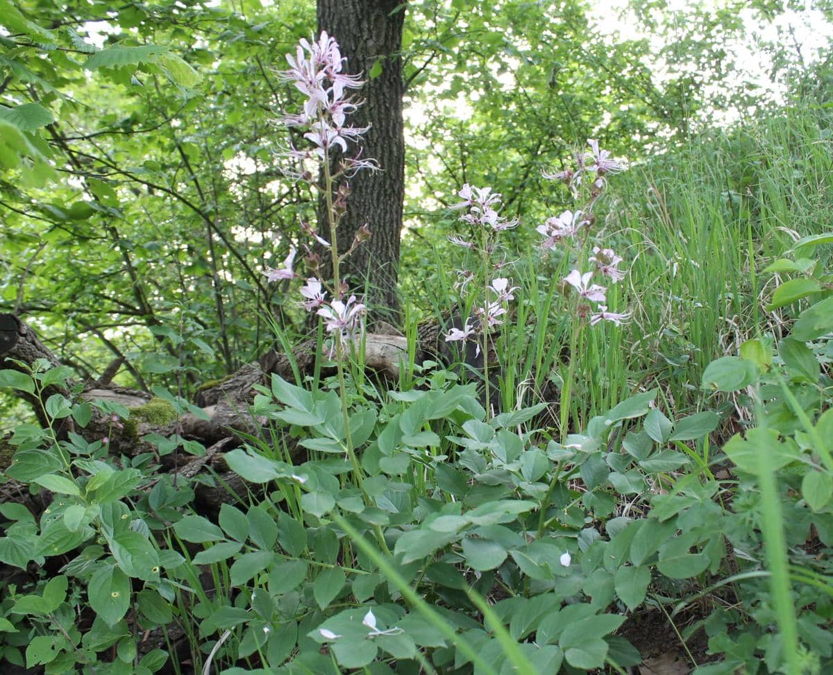Dictamnus albus