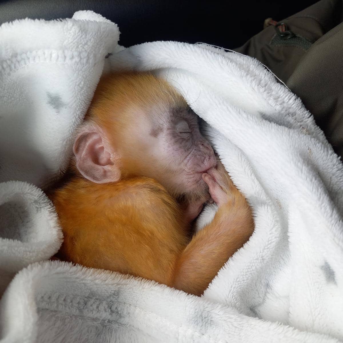 Dua Satwa Dilindungi Dievakuasi dari Masyarakat