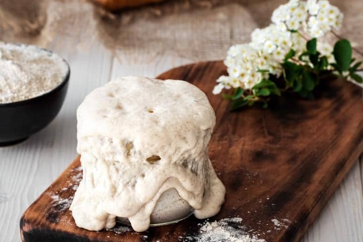 Starter sourdough pada suhu ruang