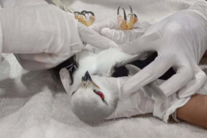 Petugas BKSDA Bali mengenakan sarung tangan putih saat memeriksa seekor elang tikus yang sedang dievakuasi di atas kain putih.