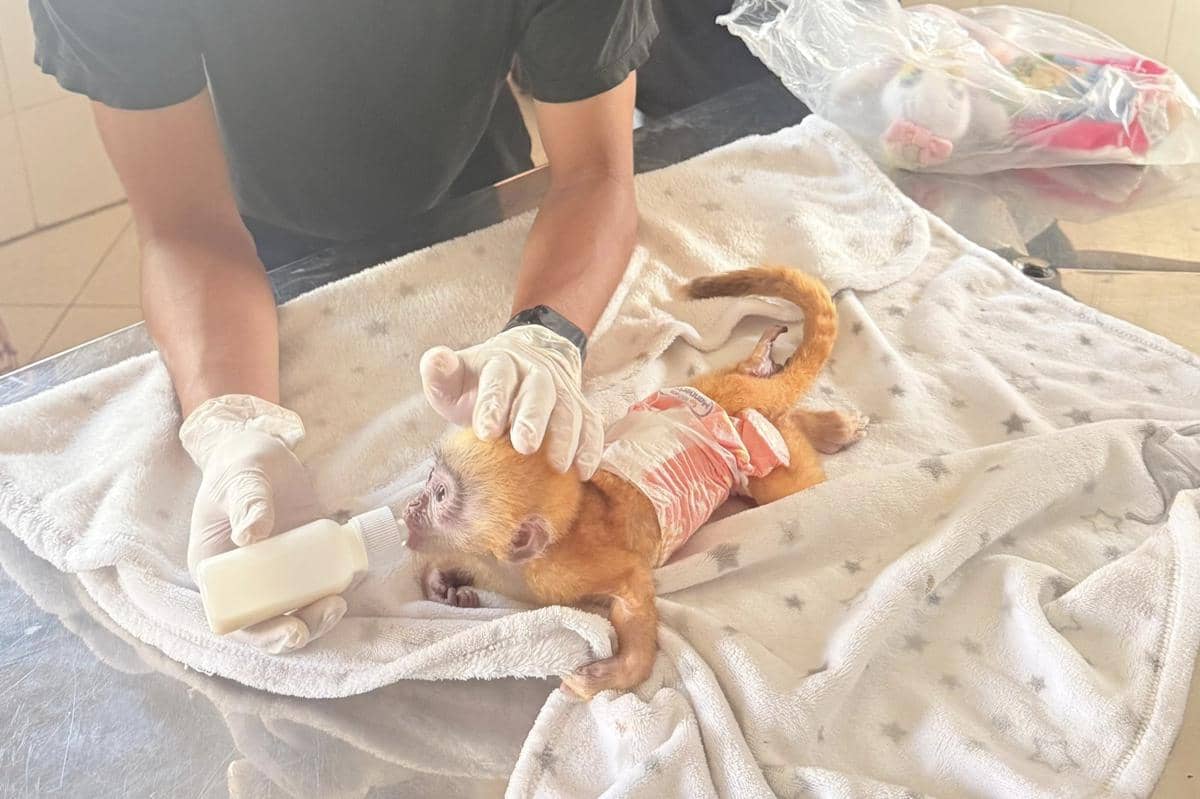 Petugas BKSDA Bali memberi susu kepada bayi lutung Jawa yang dibungkus popok di atas selimut putih setelah dievakuasi dari warga Denpasar.