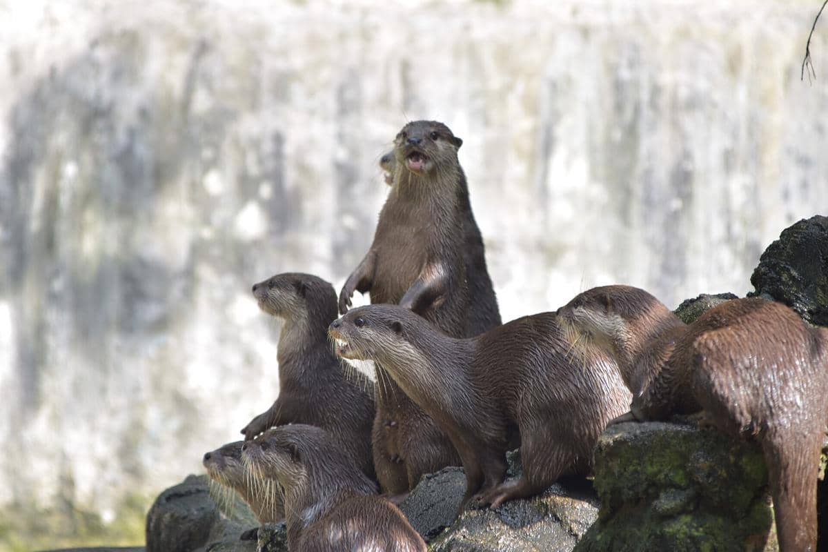 berang-berang hewan yang mampu memanipulasi lingkungan