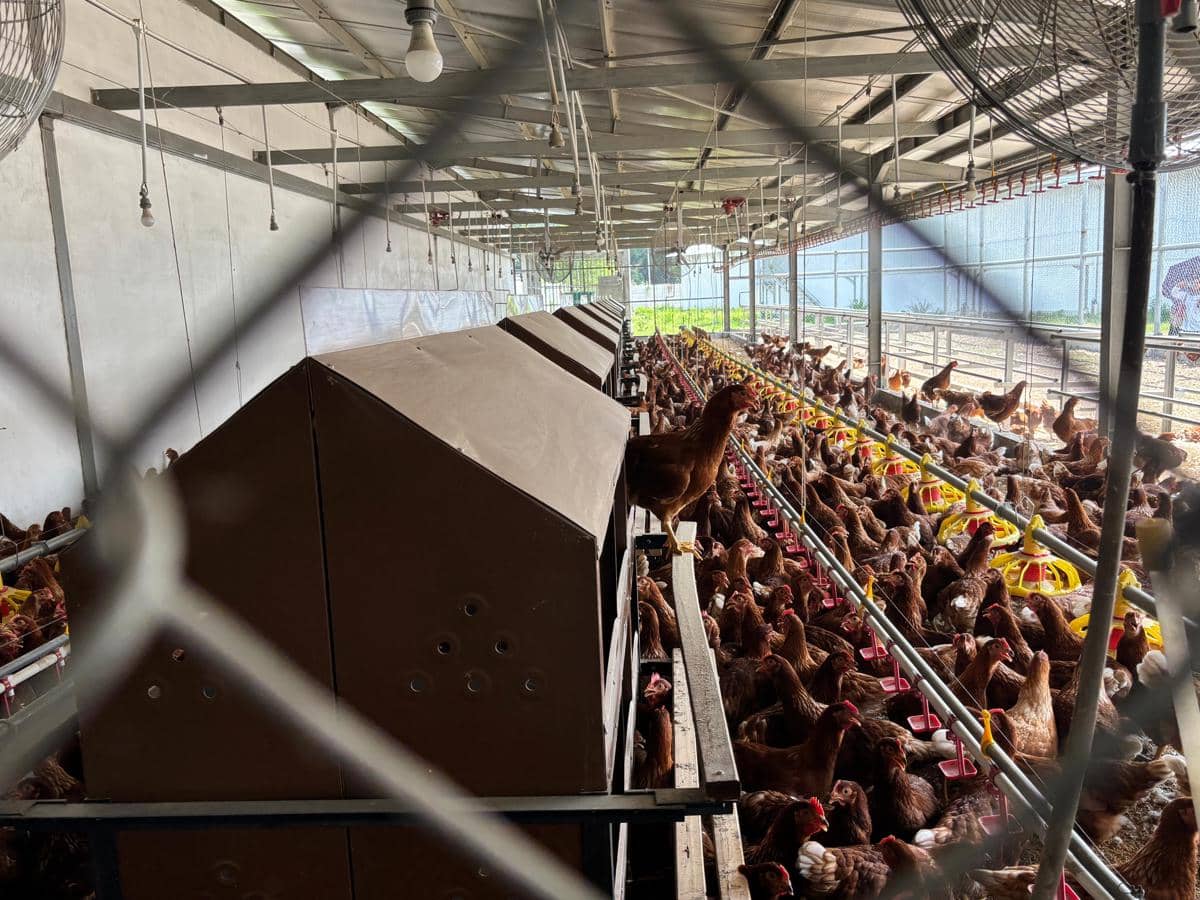 Peternakan berbasis kesejahteraan hewan (animal welfare) dengan pendekatan free range, di Pusat Unggulan Antar Perguruan Tinggi (PUAPT) Fapet UGM. (IDN Times/Herlambang Jati Kusumo)