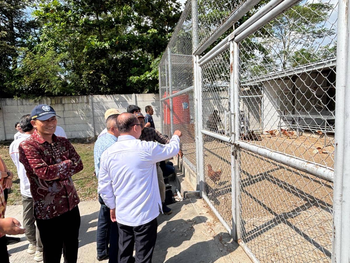 Beberapa orang mengamati area peternakan ayam dengan sistem free range di fasilitas Pusat Unggulan Antar Perguruan Tinggi Fapet UGM.