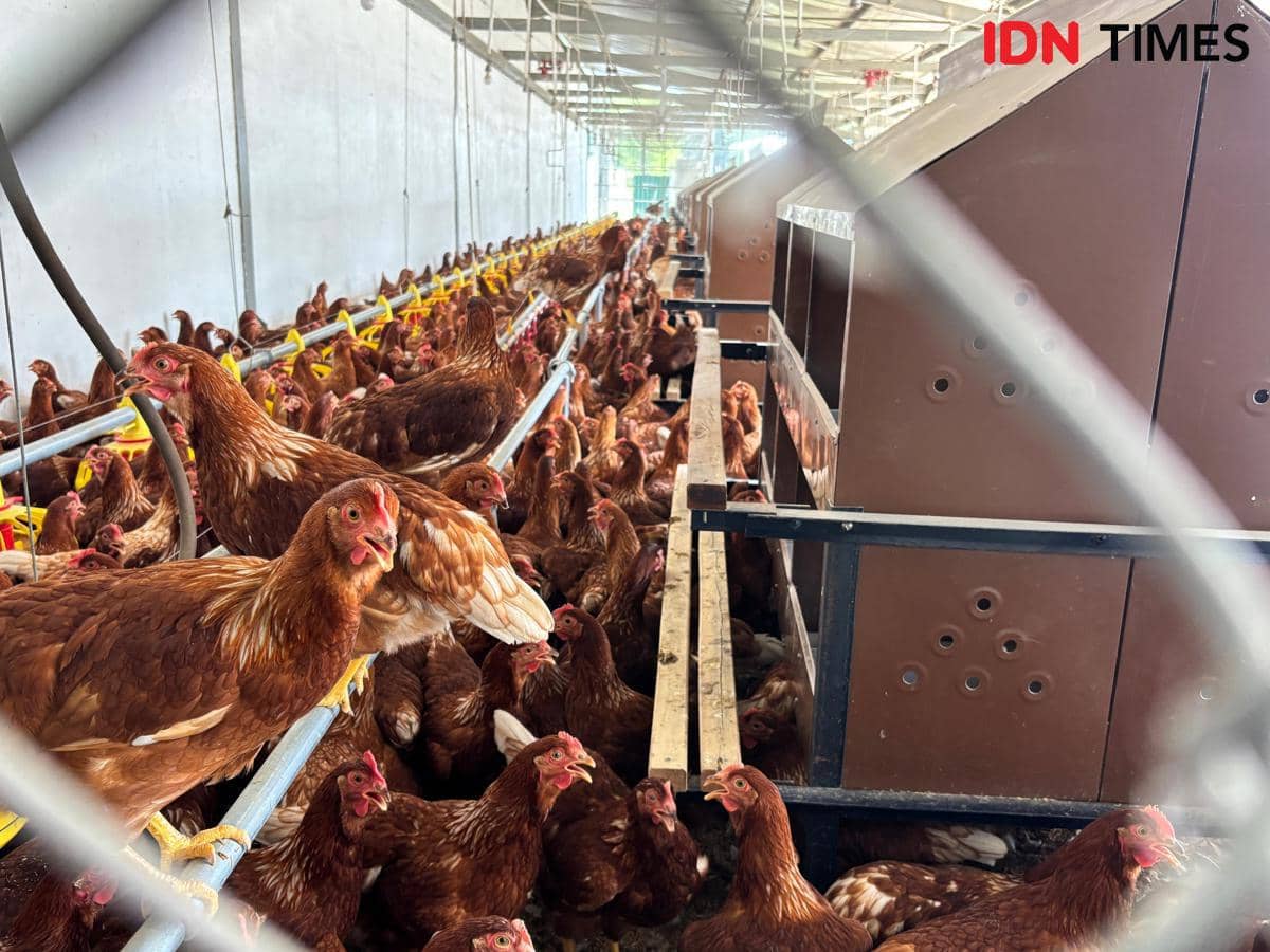 UGM Kembangkan Peternakan Berbasis Kesejahteraan Hewan