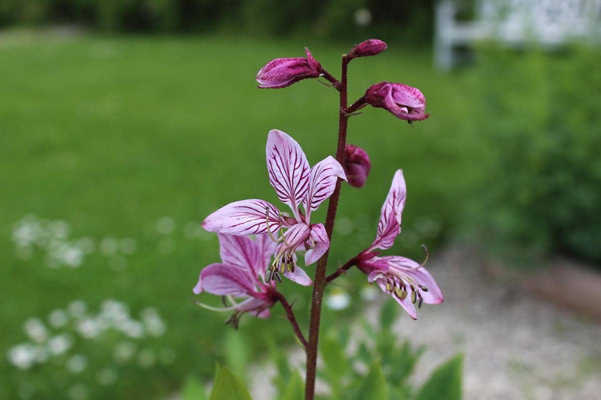 Dictamnus albus