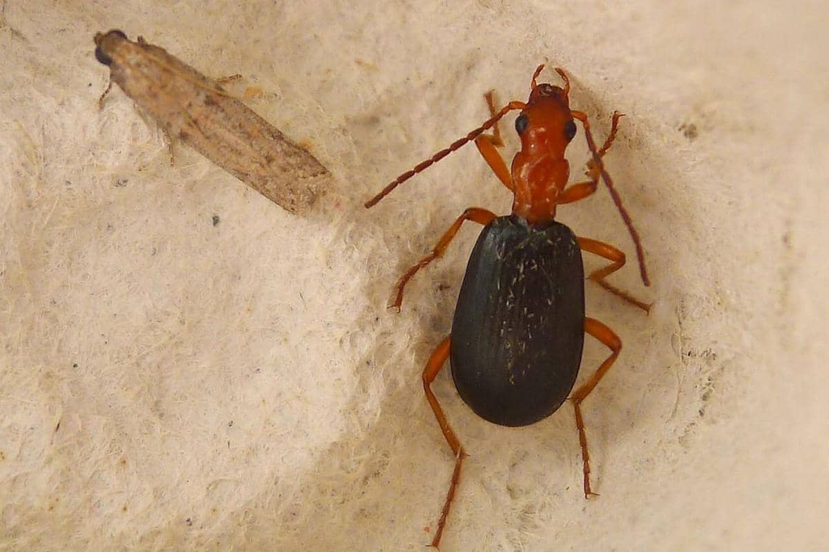 Bombardier Beetle