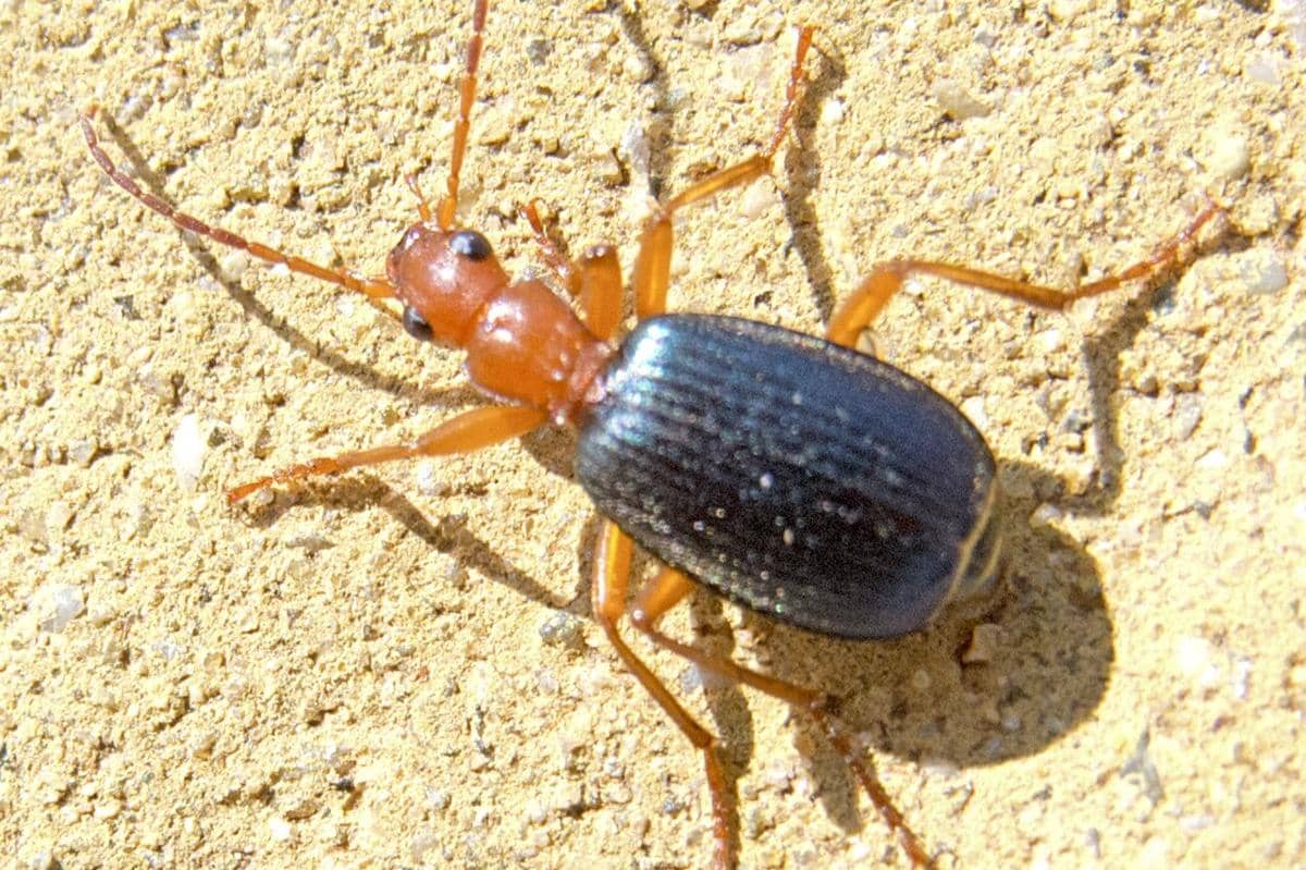 5 Fakta Bombardier Beetle, Punya Semburan Kimia Panas yang Mematikan