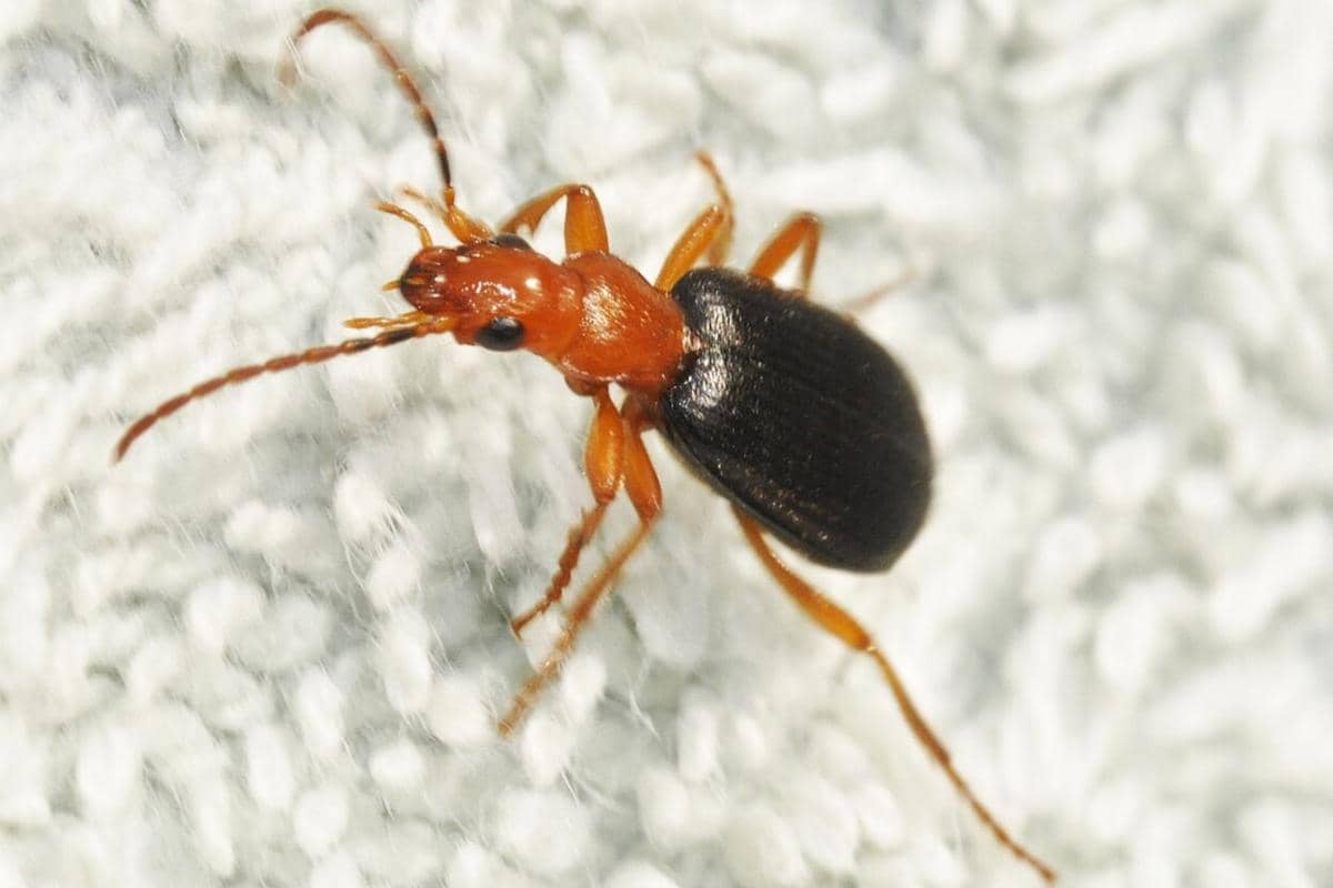 Bombardier Beetle