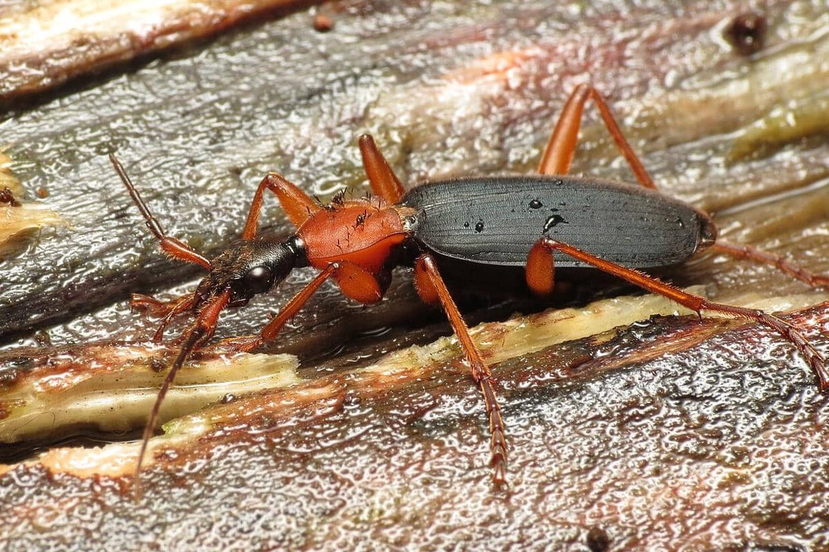 Bombardier Beetle