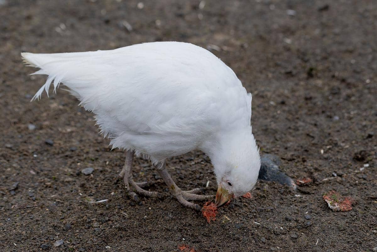 potret snowy sheathbill omnivora ekstrem
